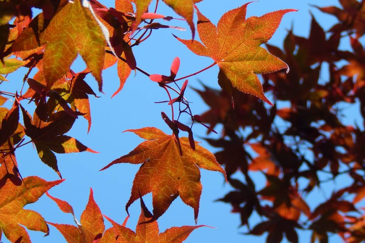 fall season leaves